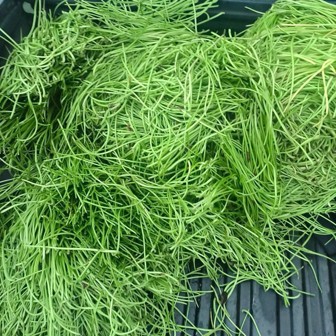 之前喂猪的现在都抢着弄