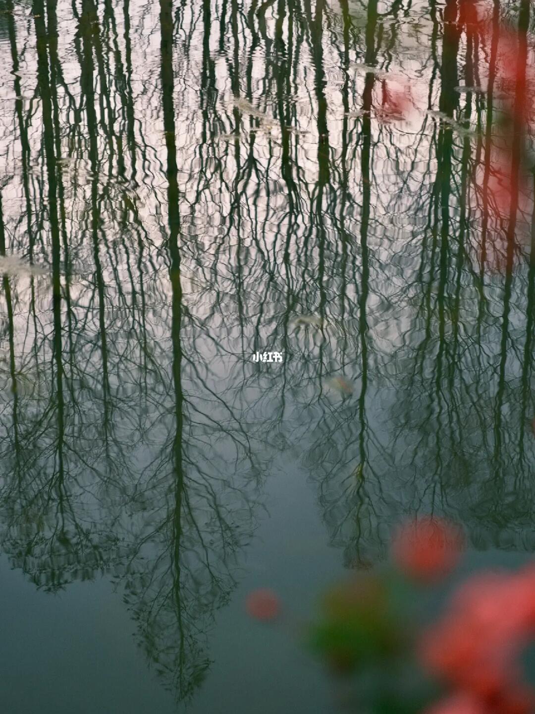 公园里的树枝🌿