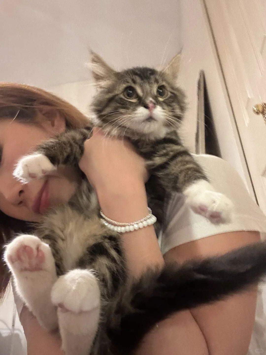 🇨🇦温哥华小奶猫x2无偿领养（求稳定家庭）