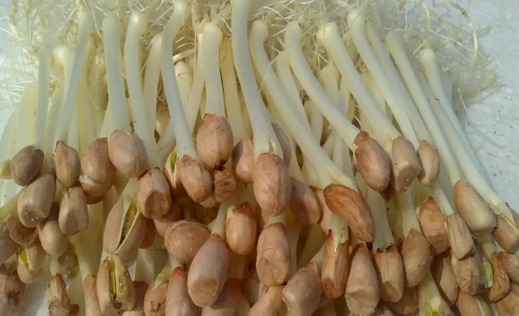 花生芽你见过么？我们经常吃绿豆芽黄豆芽，那近年来大火的花生芽你吃过么？花生芽，顾