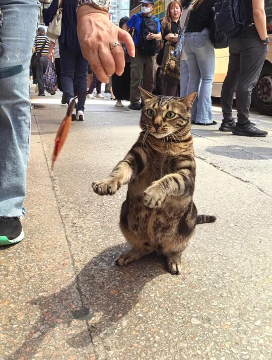 🇭🇰HK貓店長系列💛阻B殭屍上身😆