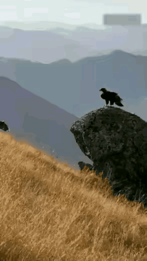 顶尖捕食者之间的较量