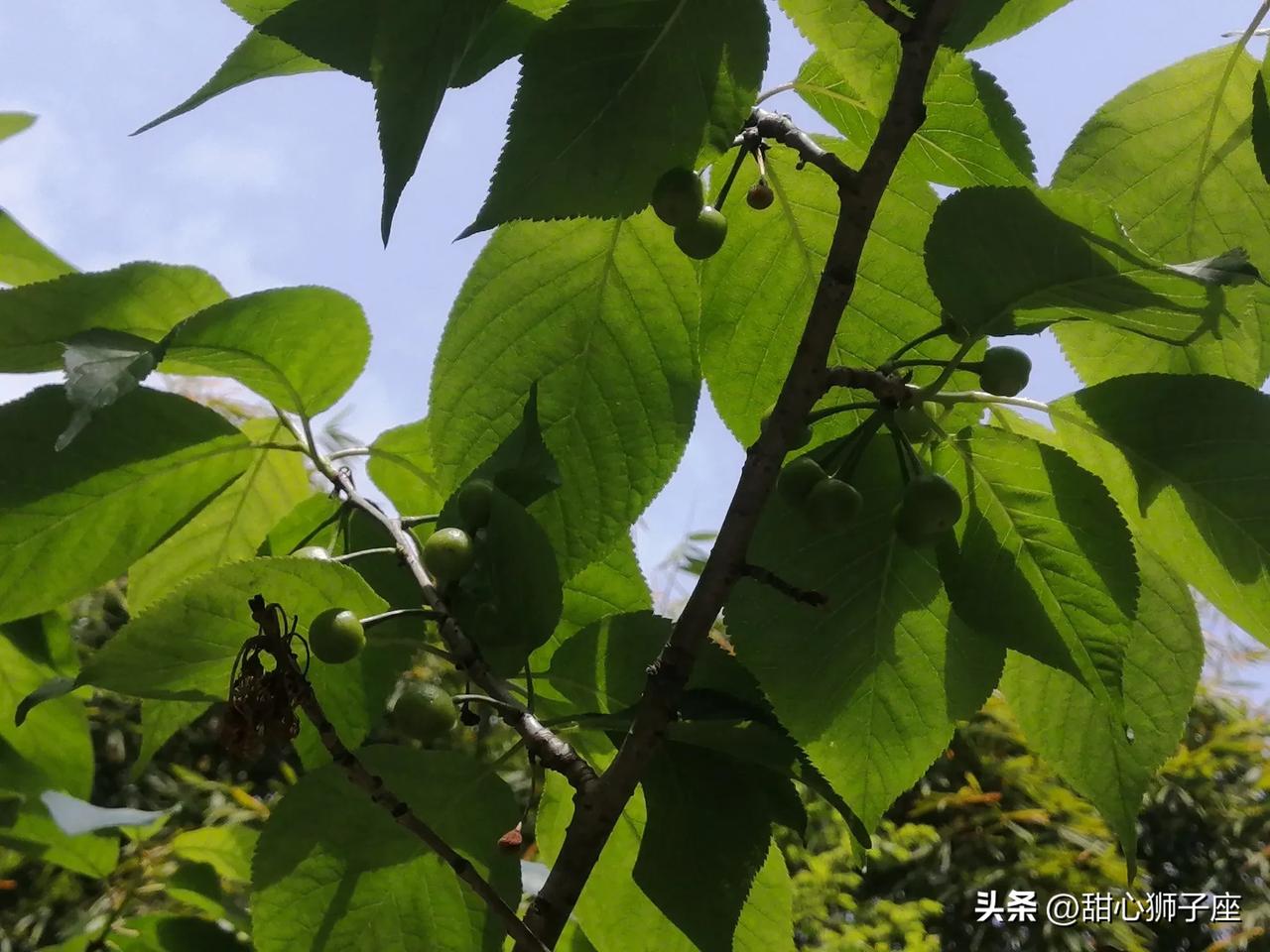 谁懂得啊，这种樱桃才这点大？前天清明去祭祖，在楼宇附近的竹林坡看到这种 樱桃🍒