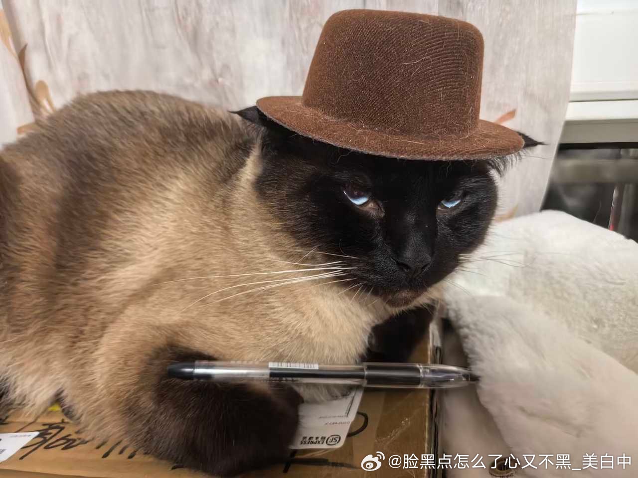 4002只黑脸火枪手 