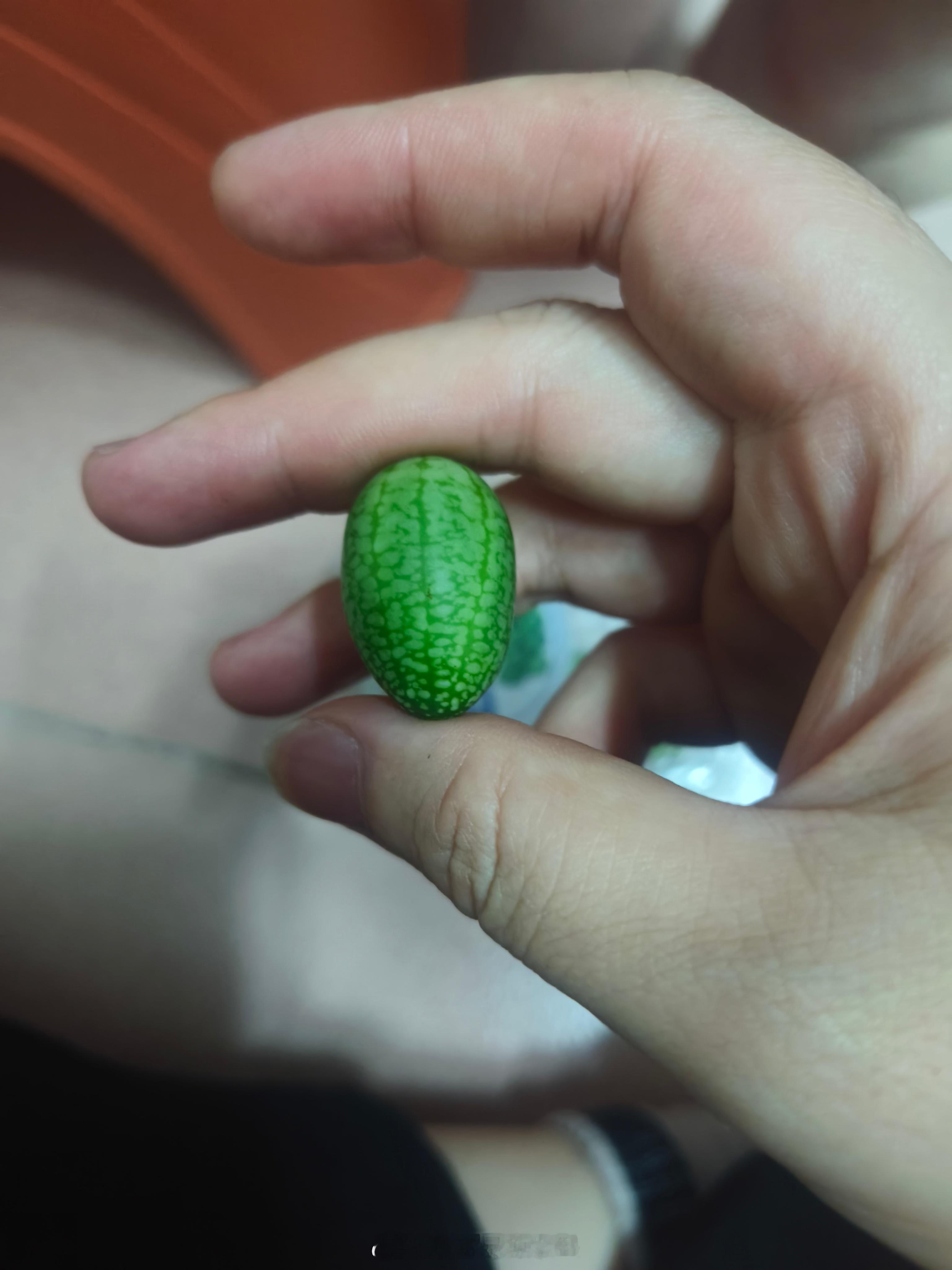 下班一趟又花多了谁发明的拇指西瓜？？好难吃