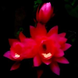 花落两三片