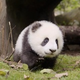 棉荷捧音乐