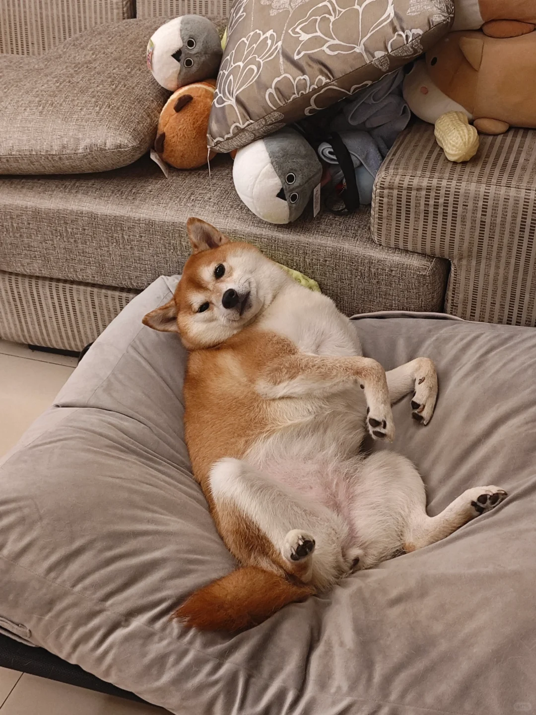 突然意识到我家狗好像一点也不胖