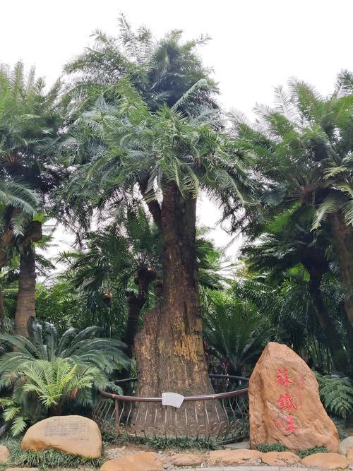 观心见性 对境忘机——联中禅意与真如本相
 
上联:观音山上观山水
下联:苏铁蕨