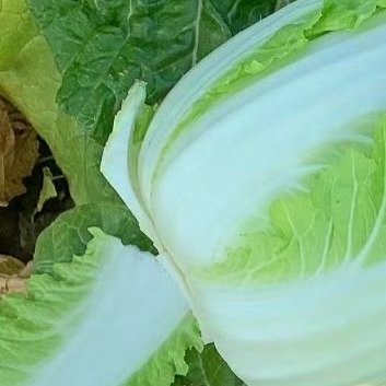 种植 🥬种白菜的方法如下：1. 挑选品种：选择优质丰产、抗性好、耐储藏的品种，