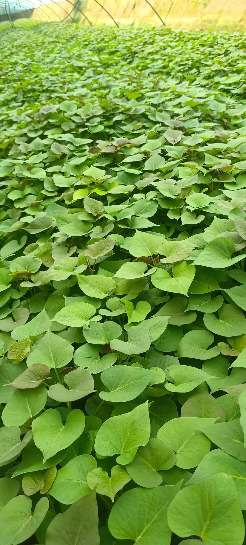 烟薯25优点
 
口感品质（最大优势）
 
1、烤薯专用，烤后流油流蜜，可溶性糖