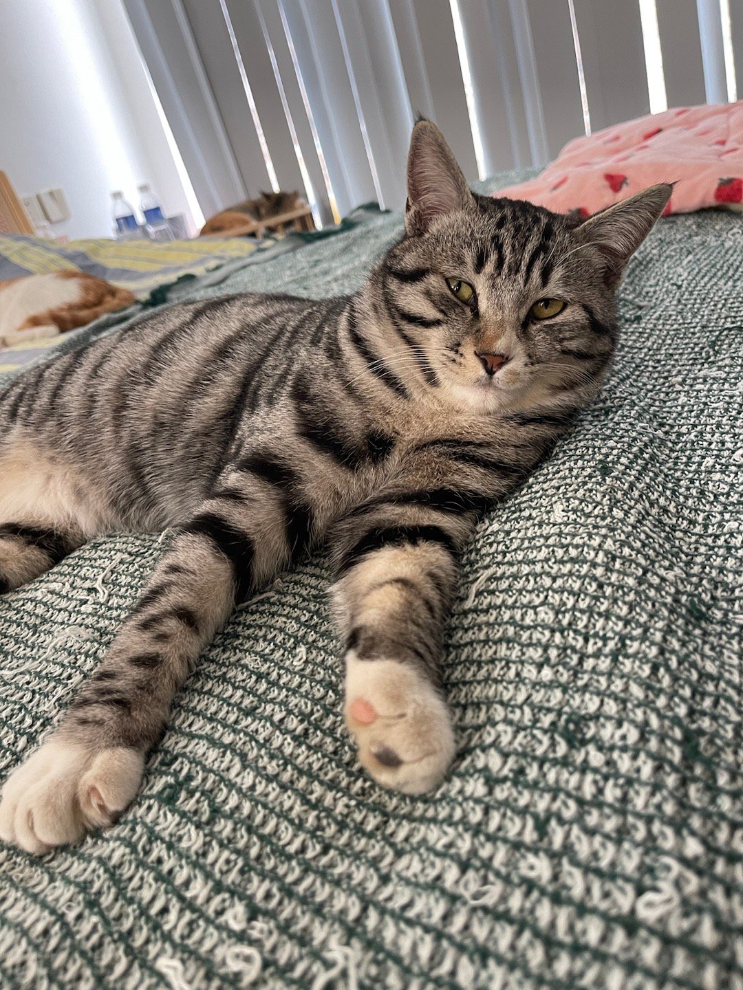 我的花园我的猫田园猫也超美 浅浅是虎妞的儿子，快一岁了，出生以来，就被我们好好照