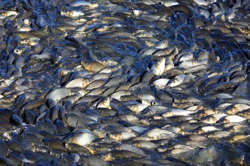 钓鱼密集大揭秘。技巧与安全钓鱼秘籍大揭秘：技巧与注意事项全知道

钓鱼，是一场与