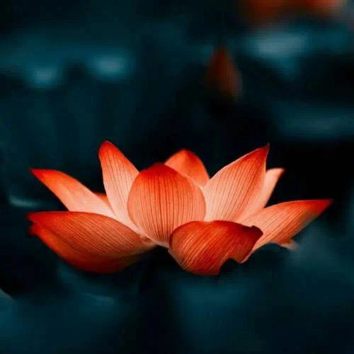 尽量说别人的好话，你才会得到别人的夸耀。为什么过年要“恭喜你身体好、恭喜发财”？