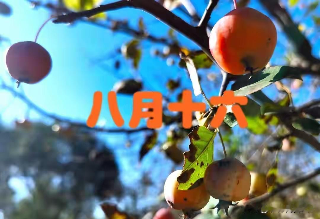 今日八月十六，牢记“吃3样，做1事”吉祥如意迎丰收，不忘老传统
 
今日八月十六