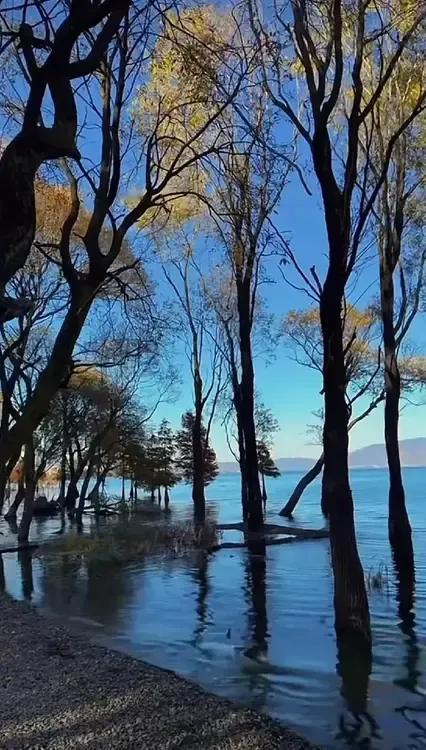 湖边树影摇曳，水天一色如画。湖边初冬美景 秋日湖畔美景！ 湖下美景 秋叶与湖面 