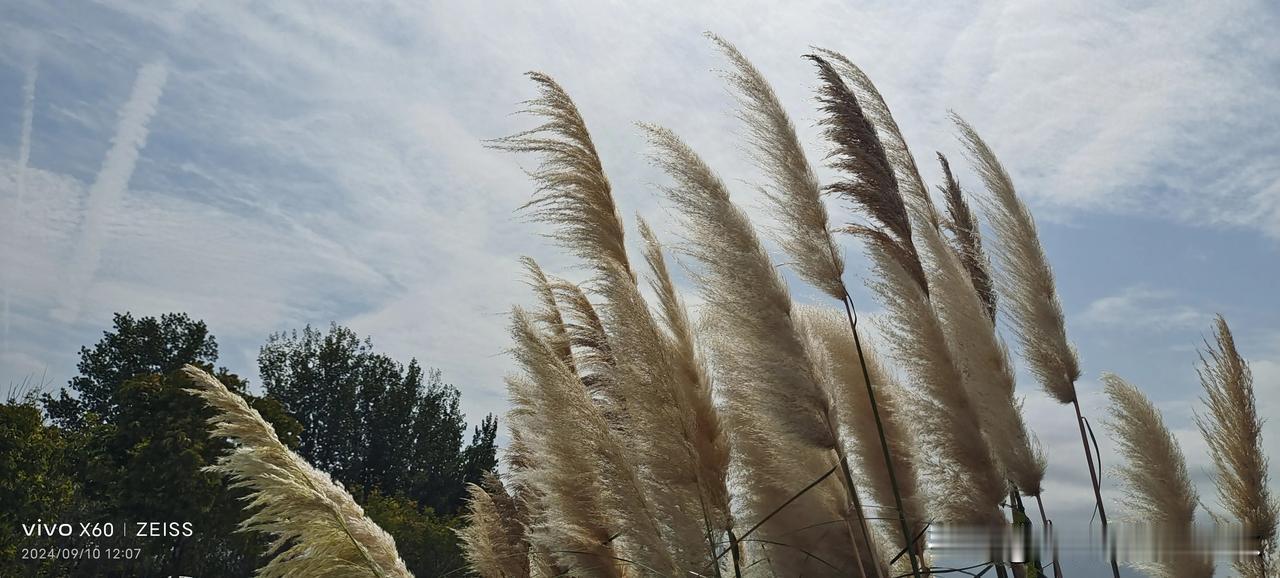 #秋天景象随手拍#