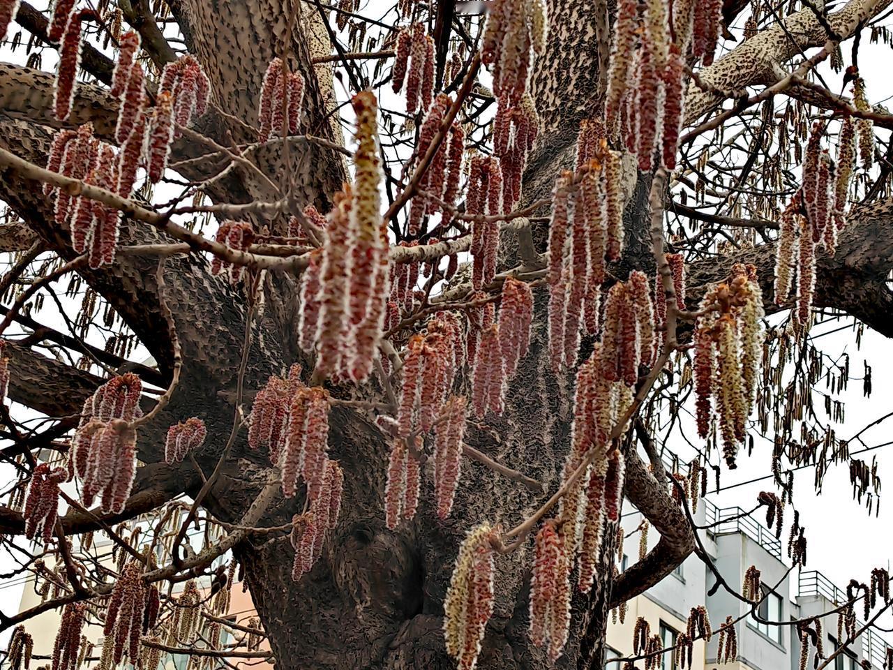 杨花说
我很丑
但我想怒放春天——
我有这个权力[微笑]

春天
是百花竟放的季