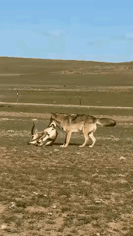 食草动物们对饿狼非常痛恨，所以它们群起而攻之的理由非常充分，那就是食草动物们团结