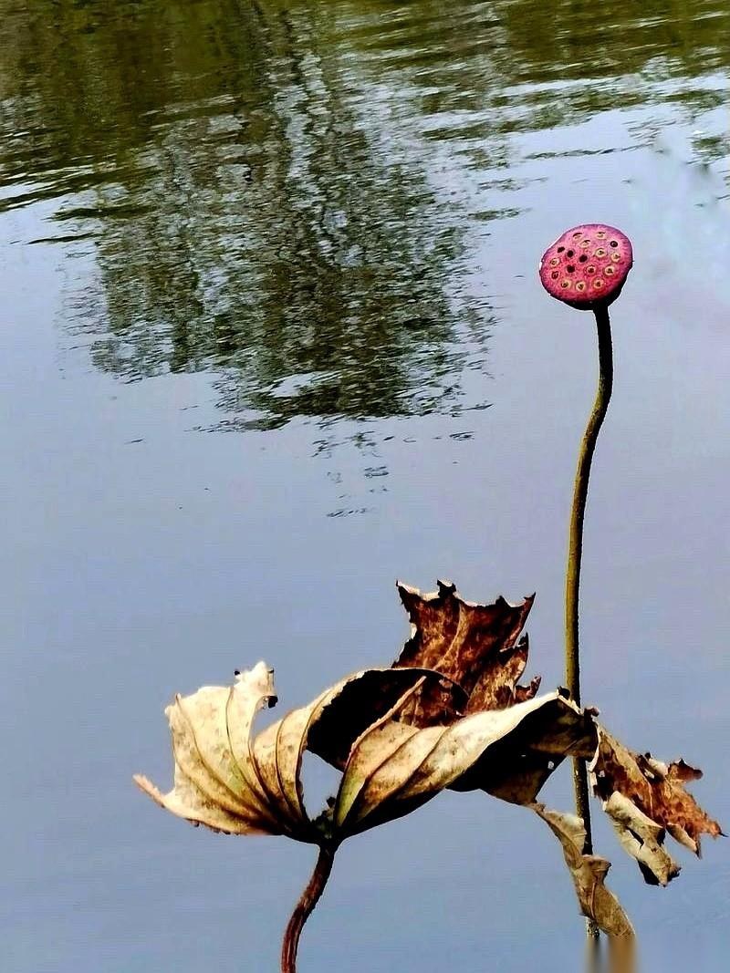 “她怎么还不死啊？”
这话，是隔壁李大姐，眼睛熬得通红，跟我说的。说的，是她躺在