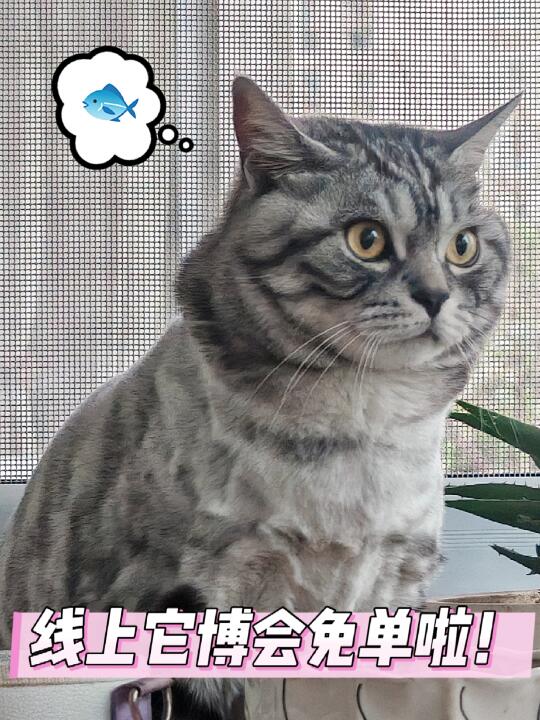云逛它博会|线上薅羊毛全攻略🐾