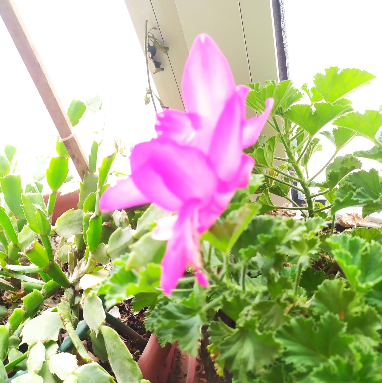 对联飞花令 蟹爪莲
出句:相逢迎面一巴掌(雪浪)