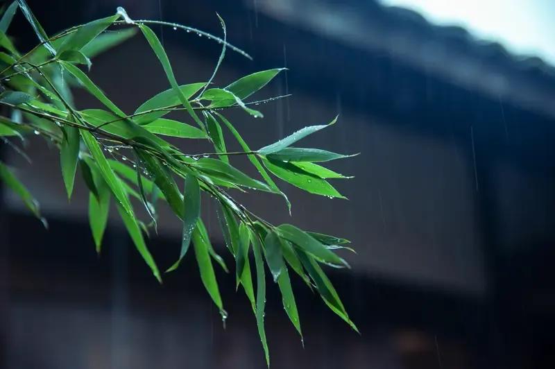 雨落青瓦
 
雨是从檐角开始的。先是一滴，敲在青瓦上，像谁失手落了颗玉珠，脆生生