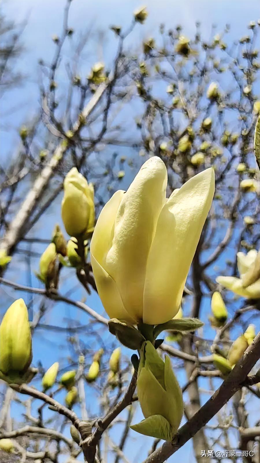 我家的玉兰开了，春天才算真的来
 
院子里的玉兰不负期待，一夜之间全开了。
花瓣