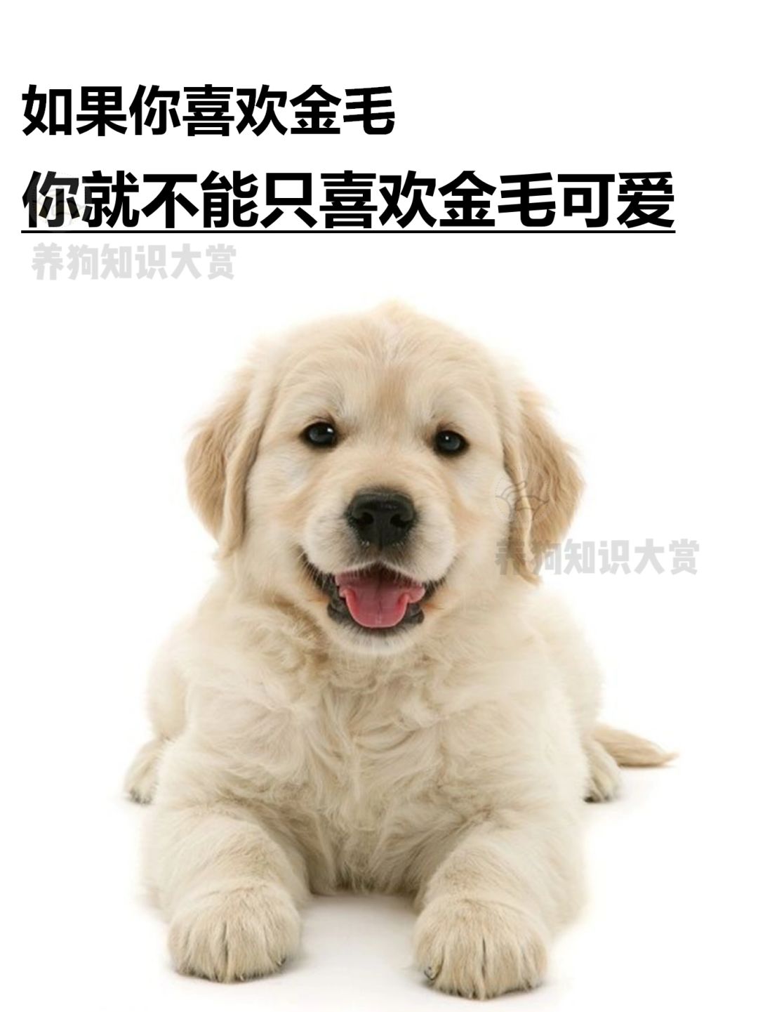 你说你喜欢金毛，就不能只喜欢金毛可爱🥰