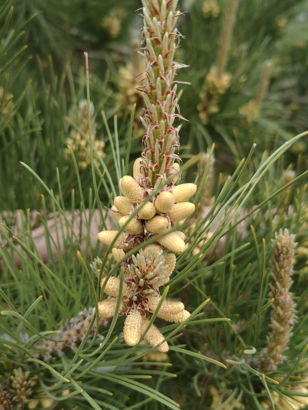 今天下雨，风却不冷了，走在路上都觉得软乎乎的。雨丝细细的，打在脸上也不扎人，反倒