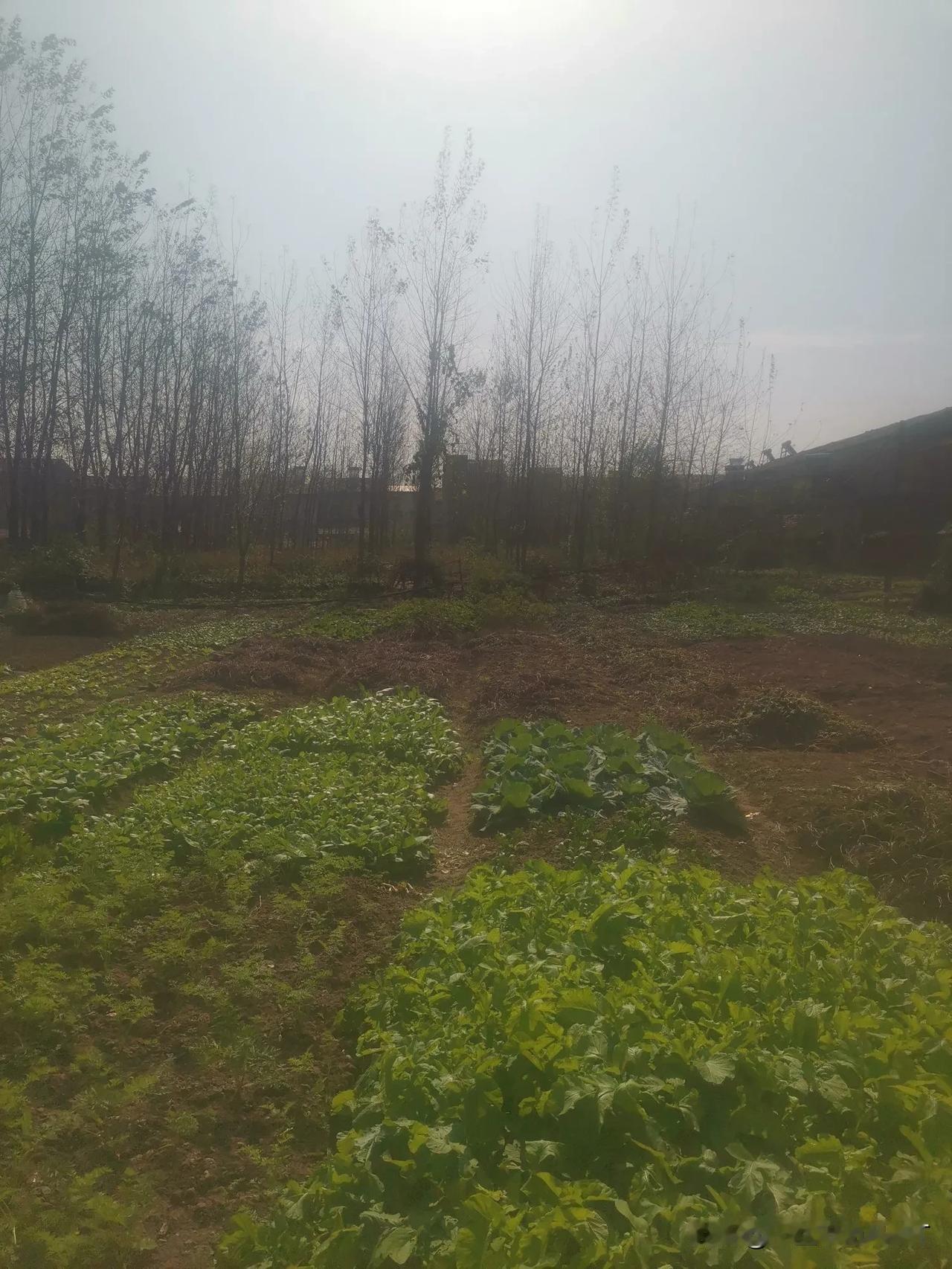 绿油油的田野，丰收的季节
