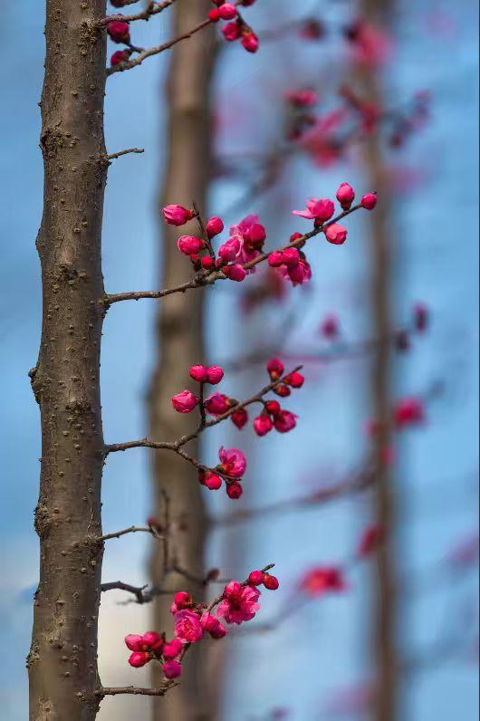 不必争艳，只在风里，悄悄把温柔开成了诗。