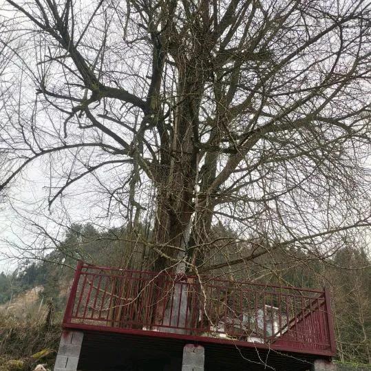 下面这几张图片，是我家乡的一棵神奇古树。
在我家后面的一座小石山上，有一棵树龄为