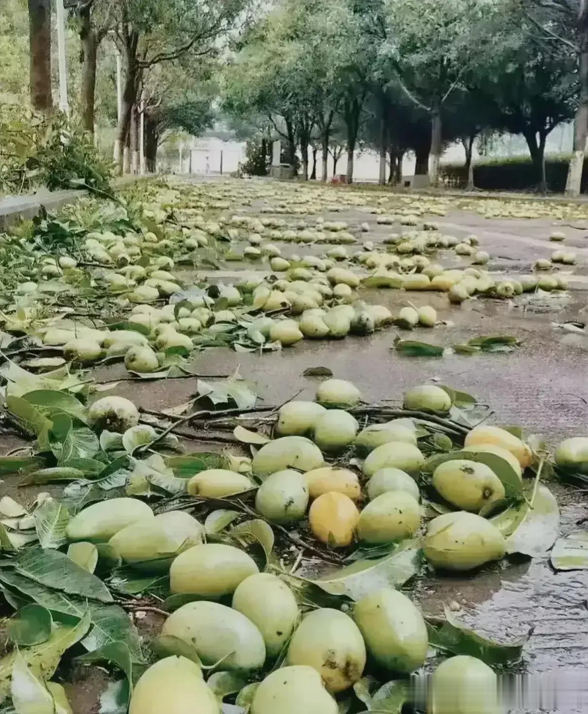 明知道今晚来台风，昨天让你摘你不愿摘
，这下好了！不用摘了[流泪][流泪][流泪