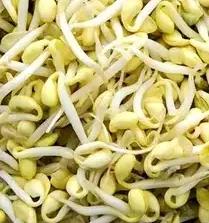 我昨日在美团上瞧见黄豆芽是带根须的，于是下单买了一斤。今日送到家后，我发现黄豆芽