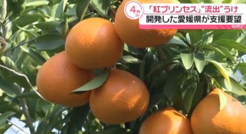 日方要求中方停种红公主柑橘，将赴华收集完整证据。6月22日，爱媛县知事中村时广直