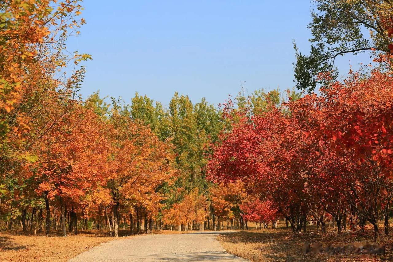 秋天大兴的公园可以说是，一步一景，一景一画。秋的色彩，秋的韵味，开始在这里铺开、