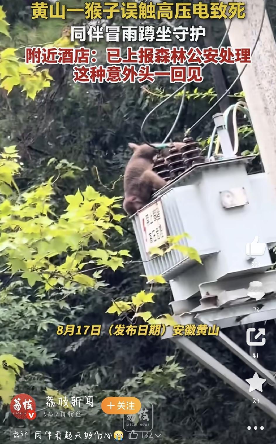 黄山一只猴子误触高压电身亡，随后同伴雨中守候不肯离去——这幕场景，让无数网友直接