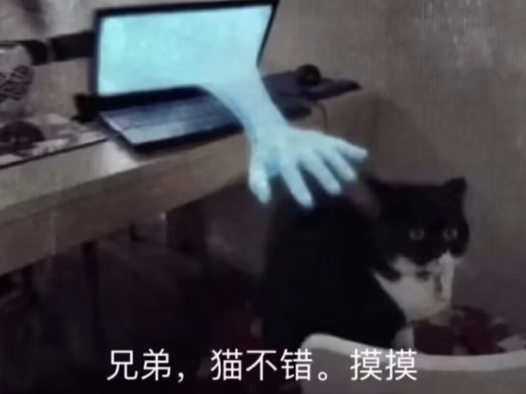想看看大家的宠物[毛球] ​​​