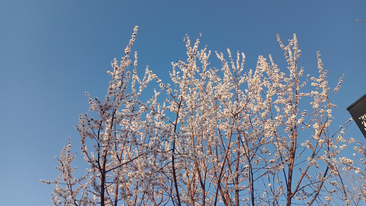 年年如此，冬天到供暖时间拖着不供，开春不到停暖时间提前一个月停暖！暖气片冰凉！三
