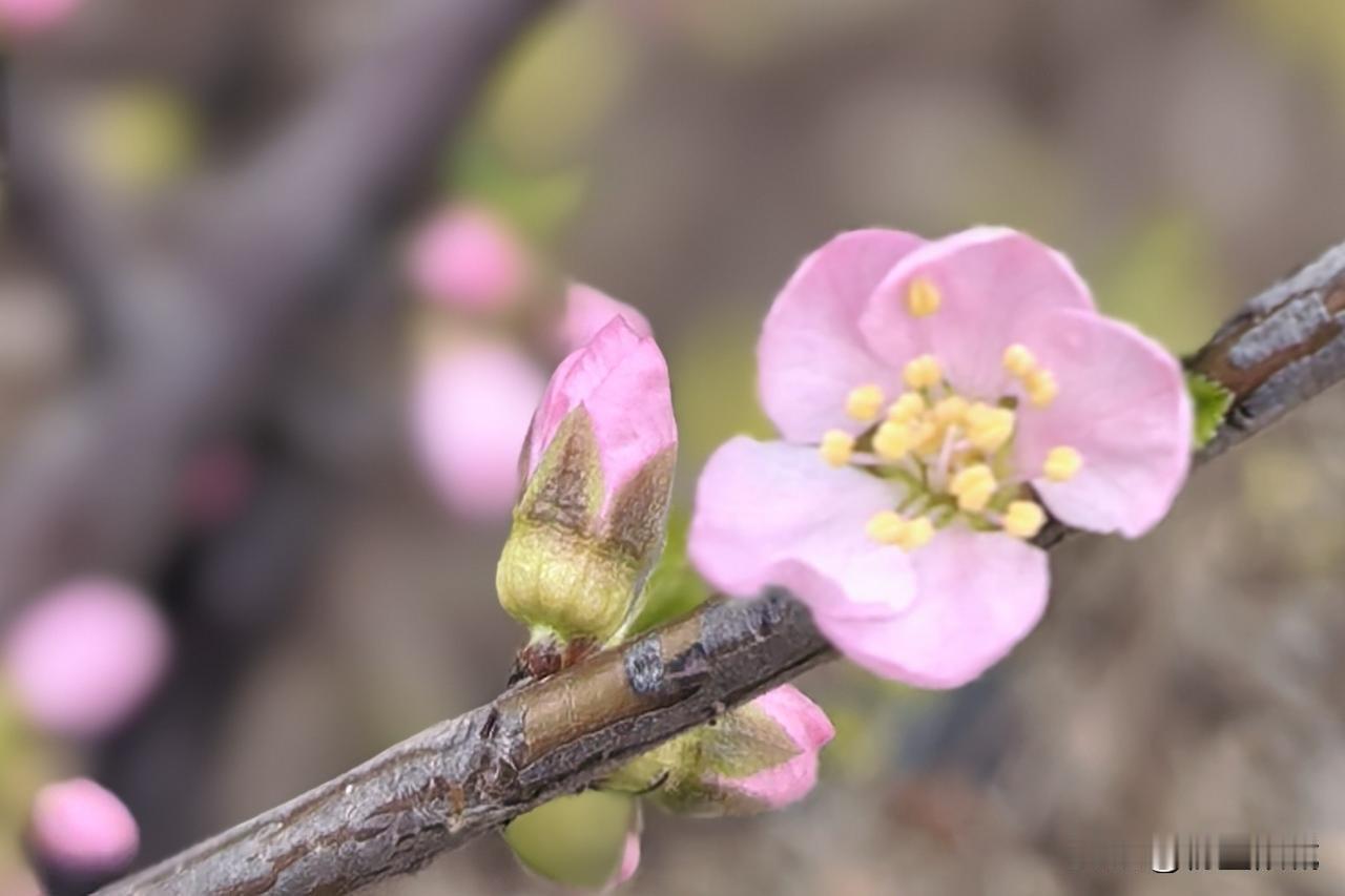 拍花朵
比起拍大面积的开放
我更喜欢这样星星点点的绽放的小花
还有含苞待放娇艳欲