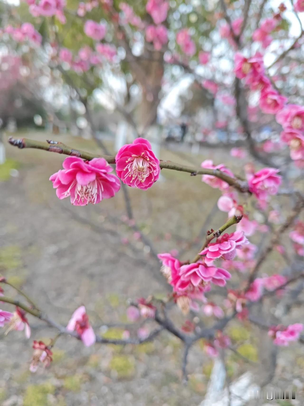 梅花香自苦寒来