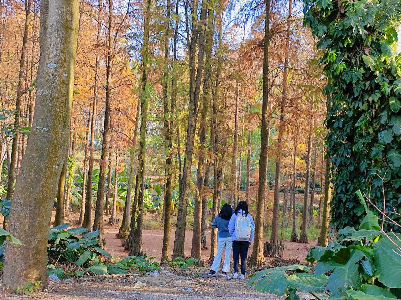 这个冬天，不妨来一趟华农树木园，毕竟，这样的色彩盛宴，一年只有一次！

广州的冬