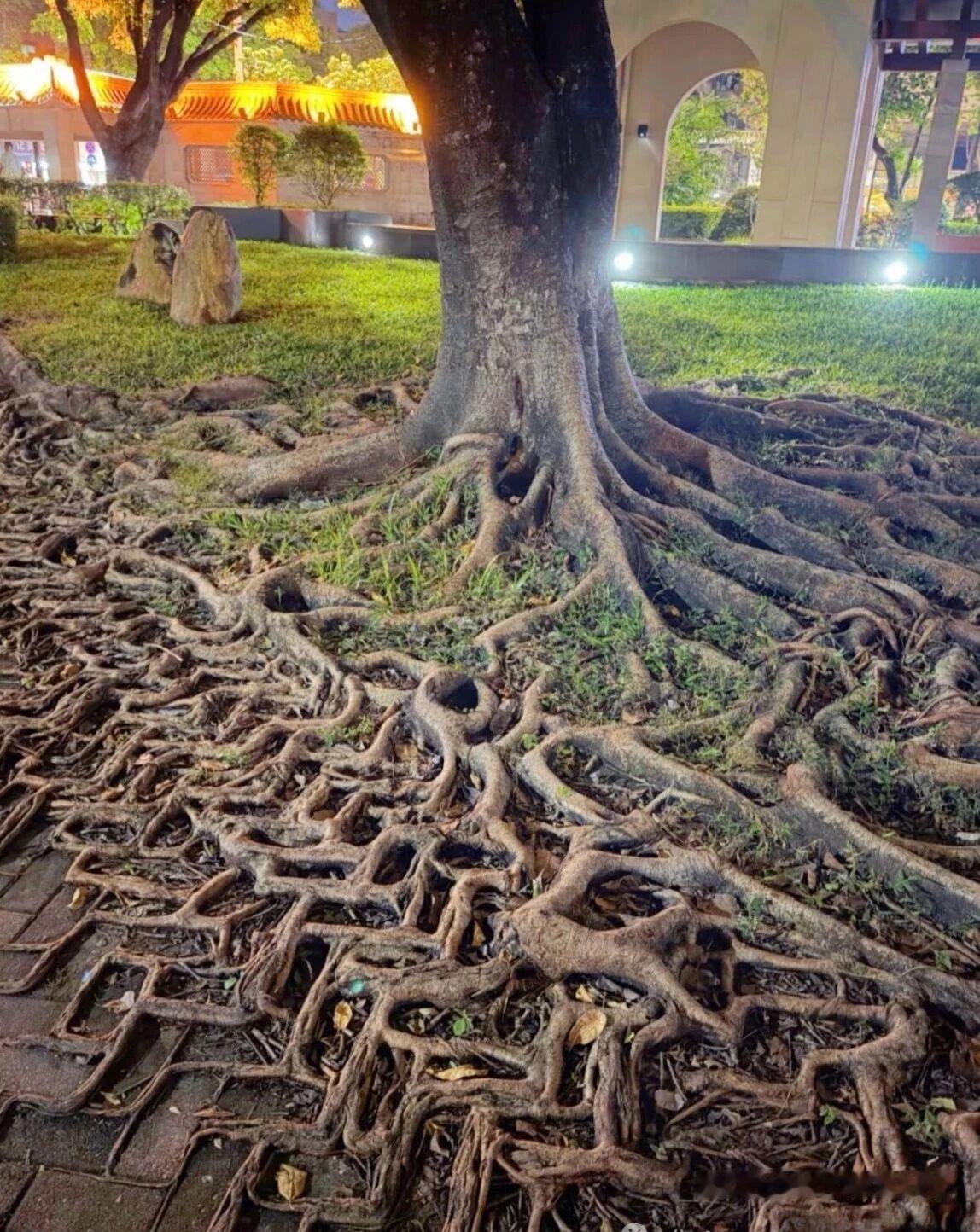 环境PK生命力！