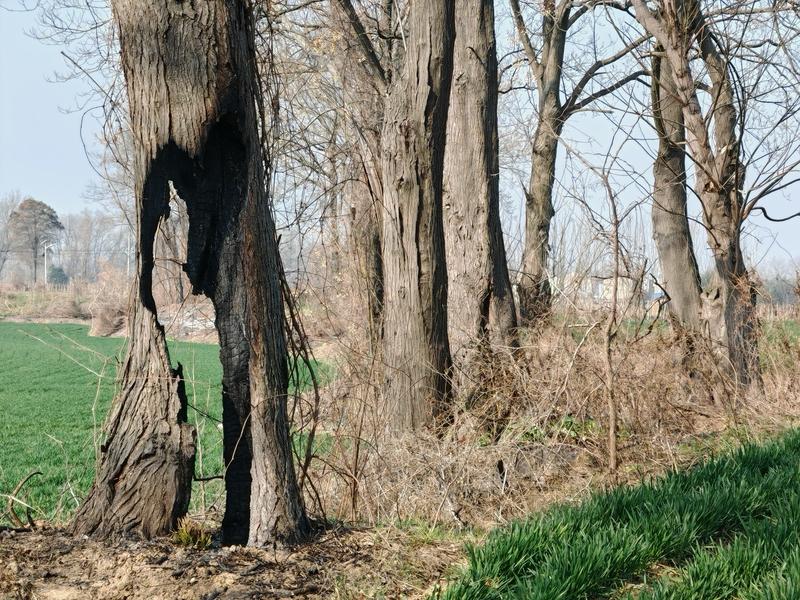 “树坚强”和“树小强”这名字一听就超有生命力！1个月内两次见证发射，这树可太有排