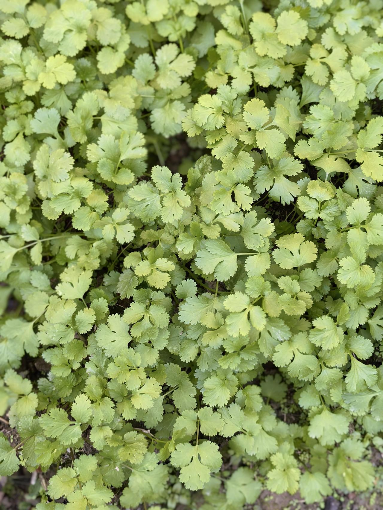 72年的小敏姐是我共事多年的同事，虽然她来自山区，但她是一个小官二代。有两个哥哥