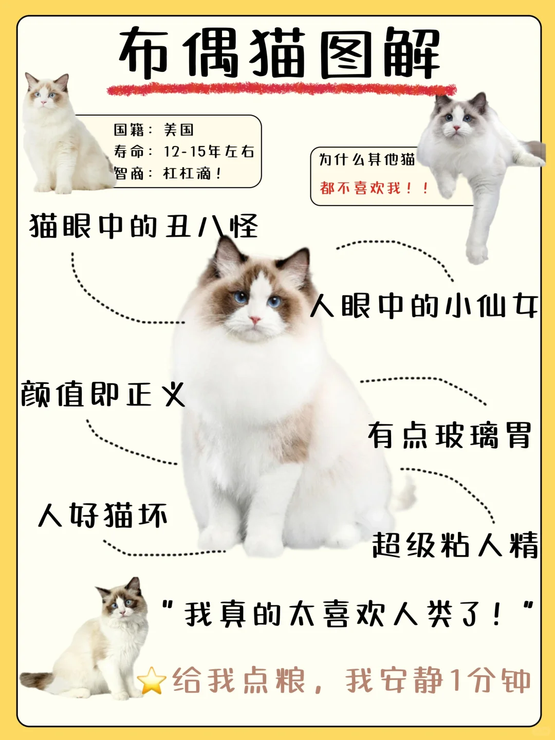 新手请查收！0基础养出仙女布偶猫