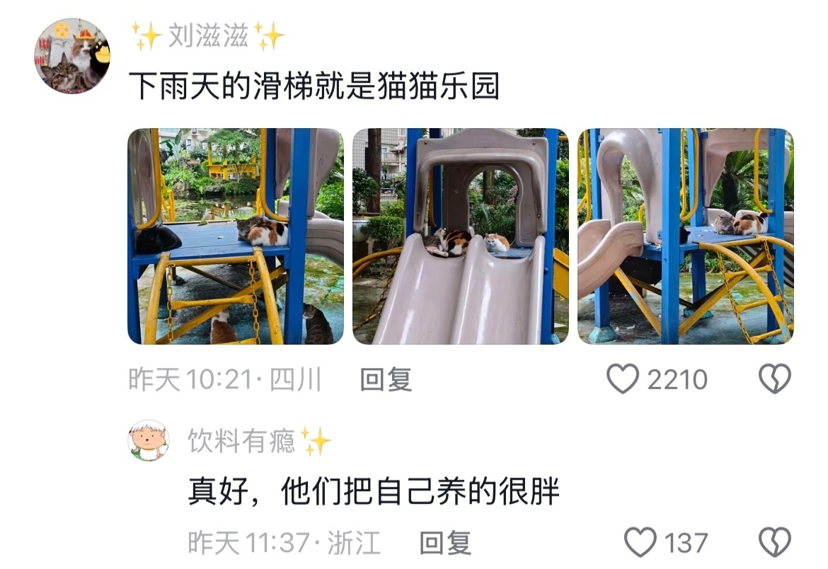 巴威登陆地点有变小猫其实也不是什么夜行动物，只是晚上没有人的时候才会出来😭 