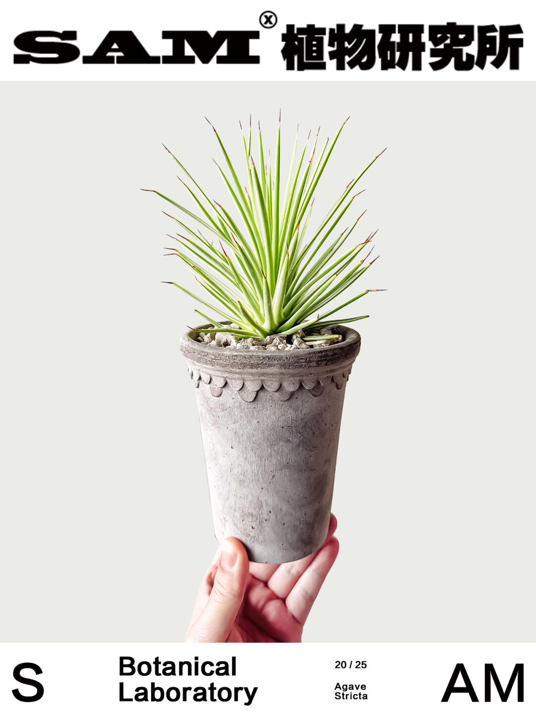 吹上锦｜Agave Stricta