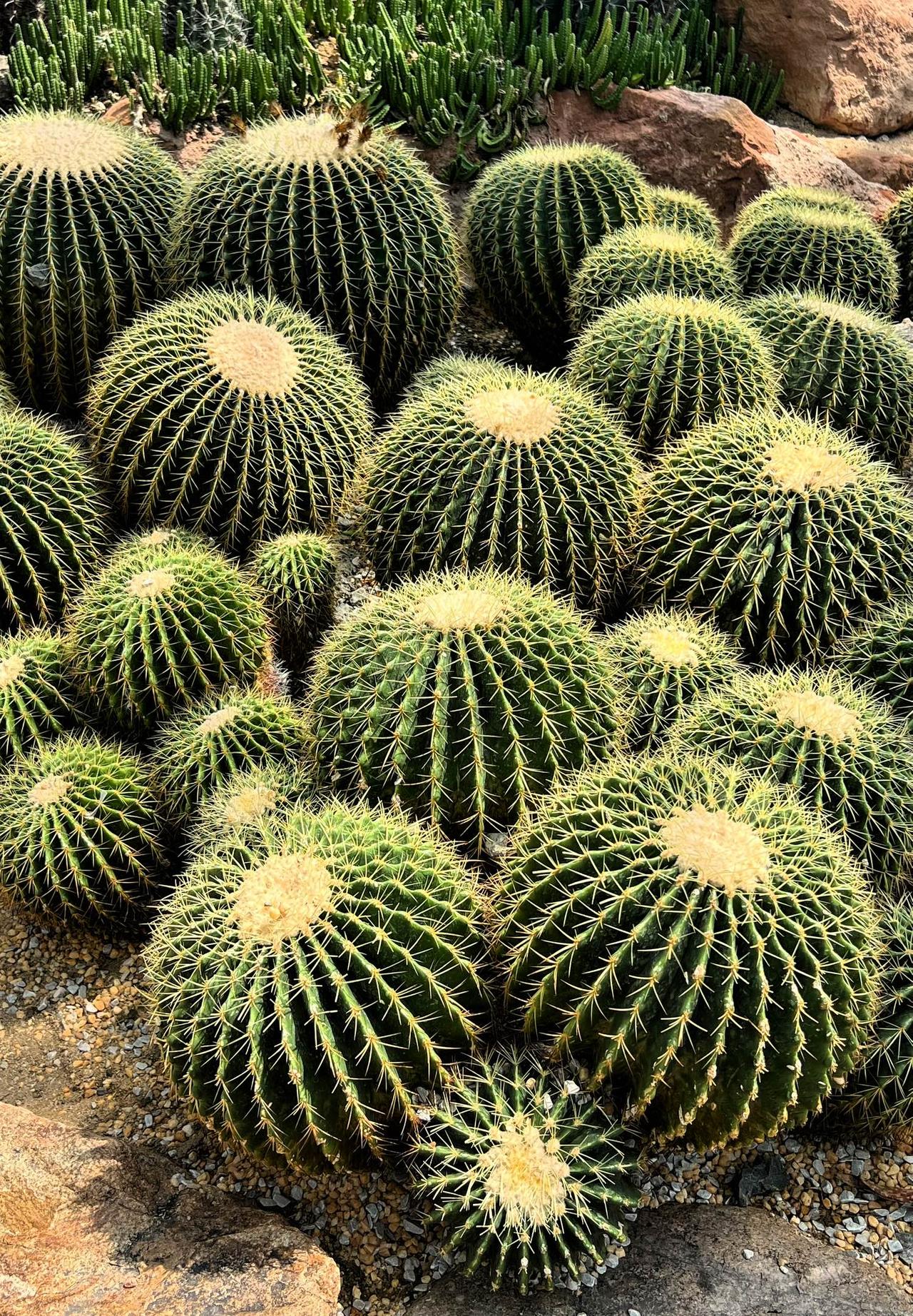 这是我在华南植物园拍摄到的这是‌金琥仙人球‌，属于仙人掌科金琥属的多年生多浆植物